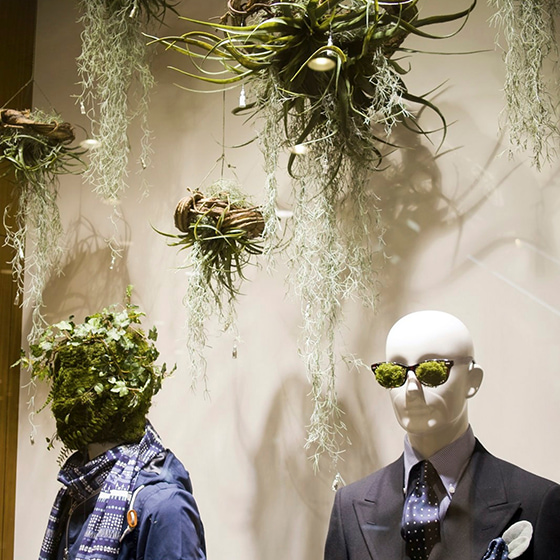 Window display with many Hunging Greens